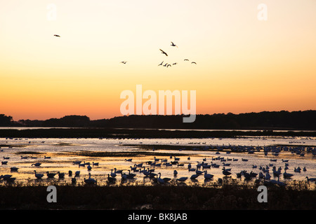 Silhouetté canards et oies blanches se dorent dans la lueur du coucher du soleil dans le Chincoteague National Wildlife Refuge sur Assateague Island, V Banque D'Images