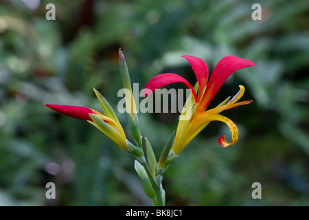 Canna fleurit, Canna indica, d'arrow-root africaine, comestibles, violet à l'arrowroot, ou Indien tourné plante. Une fleur rouge au jardin botanique de Dundee. L'Écosse, Royaume-Uni Banque D'Images