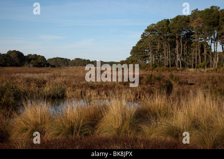 Chincoteague National Wildlife Refuge sur Assateague Island, en Virginie. Banque D'Images