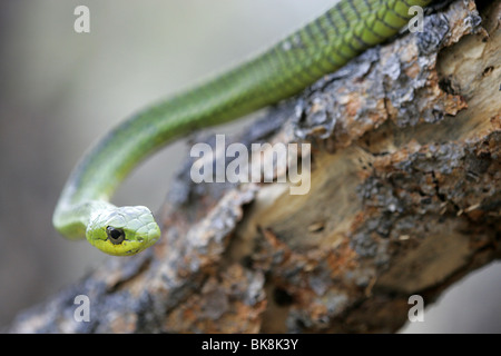 Male Boomslang serpent, Afrique du Sud Banque D'Images