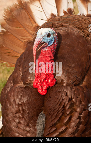 Wild Turkey, Meleagris gallopavo, homme, Custer, Dakota du Sud, USA Banque D'Images
