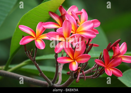 Fleurs de frangipanier plumeria ou Banque D'Images