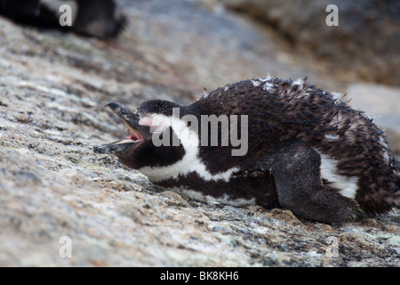 Close-up of a young African penguin Sur la plage en Afrique du Sud Banque D'Images