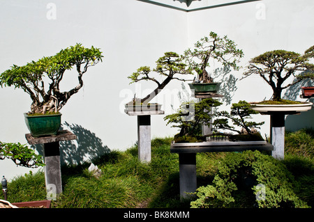 Arbres bonsaï chinois, jardin chinois, Sydney, Australie Banque D'Images