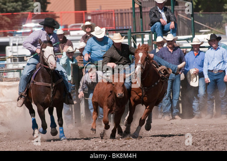 Steer wrestling, l'équipe de rodéo, Cochrane Cochrane, Alberta, Canada Banque D'Images