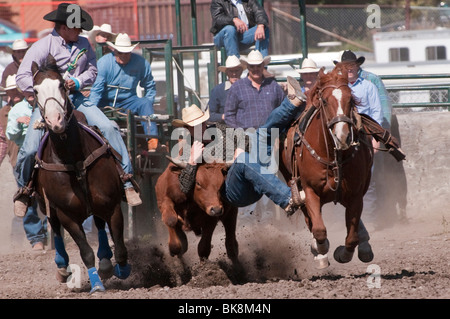 Steer wrestling, l'équipe de rodéo, Cochrane Cochrane, Alberta, Canada Banque D'Images