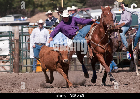 Steer wrestling, l'équipe de rodéo, Cochrane Cochrane, Alberta, Canada Banque D'Images