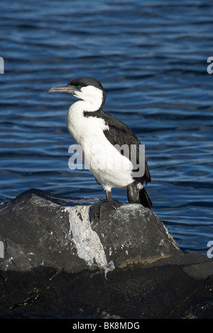 Black-faced Cormorant Quai Franklin ( ), Hobart, Tasmanie, Australie Banque D'Images