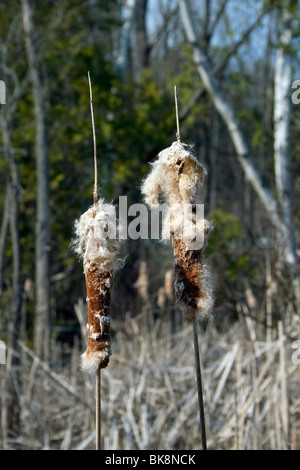 Les roseaux typha espèce dans l'Est de l'Amérique du Printemps des semences par Dembinsky Assoc Photo Banque D'Images