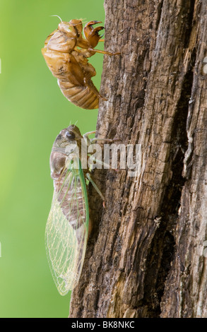 Cigale Dogday adultes (Harvestfly Tibicen canicularis) vient de sortir de la peau larvaire est des Etats-Unis, par aller Moody/Dembinsky Assoc Photo Banque D'Images