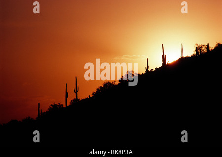 Désert et cactus en silhouette au coucher du soleil près de Carefree, Arizona, USA Banque D'Images