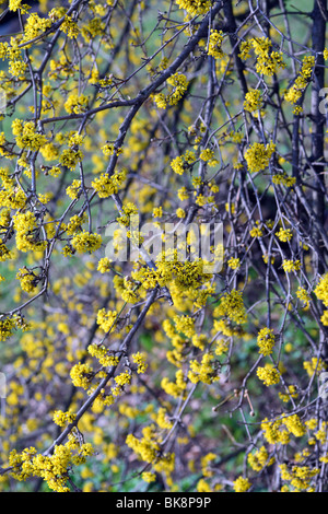Cherry en cornaline Cornus mas cornouiller en fleurs fleurs de printemps jaune Banque D'Images