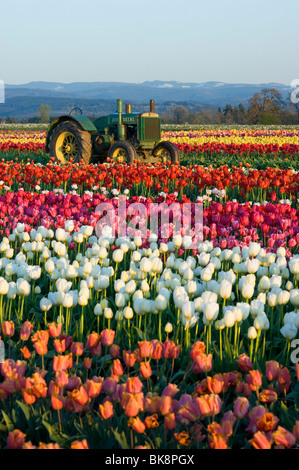 Champ de tulipes, fleurs et d'un tracteur John Deere Banque D'Images
