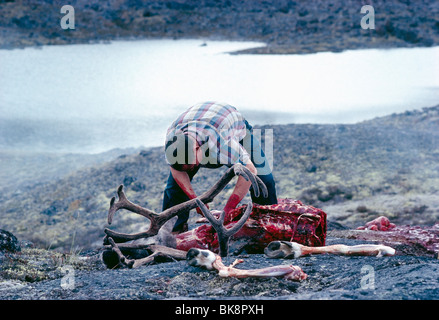 Dépeçage d'un homme inuit caribou fraîchement tué, Cumberland, île de Baffin, Nunavut, Canada Banque D'Images