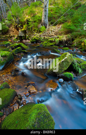 En Angleterre, Northumberland, Hindhope Linn. Hindhope Linn, une cascade le long de l'Blakehope brûler dans la forêt de Kielder Park Banque D'Images