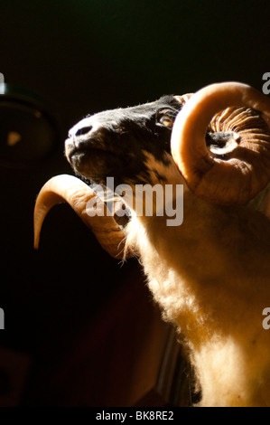 Scottish Blackface trophée ram suspendu dans un pub Banque D'Images