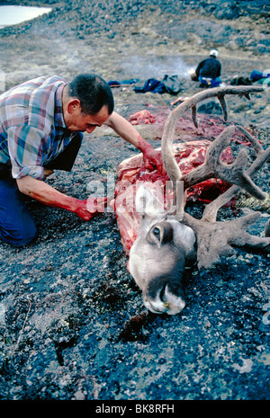 Jacopee, un chasseur inuit, les robes et les bouchers un caribou fraîchement tué, l'île de Baffin, Nunavut, Canada Banque D'Images