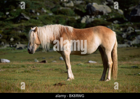 Cheval Haflinger somnoler sur un alpage, Tyrol du Nord, l'Autriche, Europe Banque D'Images