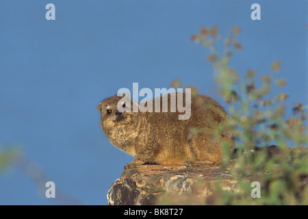 Hyrax (Procavia capensis Rock), barrage Hardap, Namibie, Afrique Banque D'Images