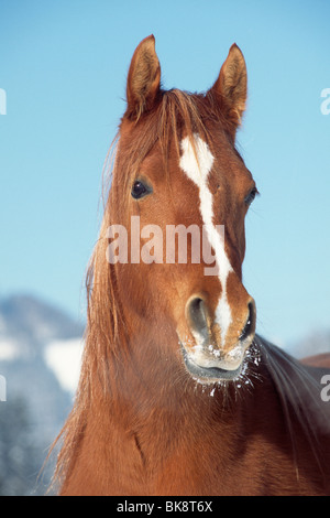 Cheval Arabe Espagnol en hiver, mare, Tyrol du Nord, l'Autriche, Europe Banque D'Images