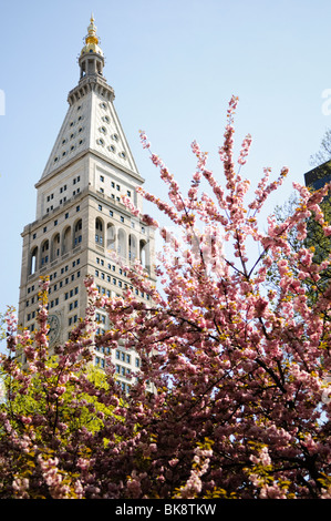 Madison Square Park Flowers Spring New York City // NEW YORK, NY — Madison Square Park par une belle journée de printemps, avec l'emblématique tour de la Metropolitan Life Insurance Company encadrée par des fleurs de cerisiers roses vibrantes sous un ciel bleu clair. Banque D'Images