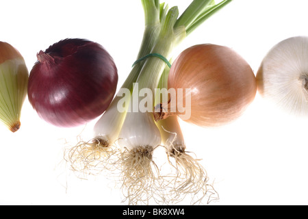 Les oignons (Allium cepa),oignons (Allium cepa),scallion (Allium fistulosum), oignons de printemps, eschalot Banque D'Images