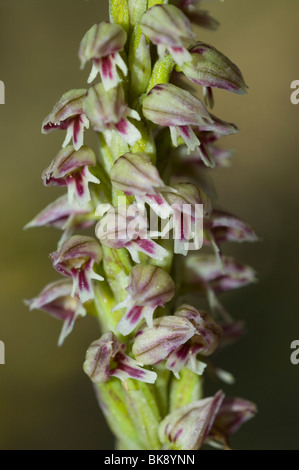 Dense-flowered orchid (Neotinea maculata) Banque D'Images