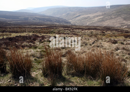 Paysage de lande à Croasdale tomba, forêt de Bowland, Lancashire, UK Banque D'Images