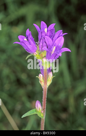 En cluster de floraison (campanule Campanula glomerata) Banque D'Images