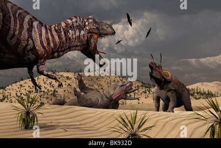 La confrontation entre un T.Rex et Triceratops dinosaures. Banque D'Images