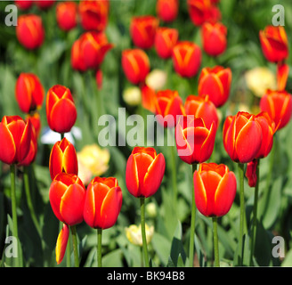 Tulipes rouges au Parc Floral, Paris France Banque D'Images