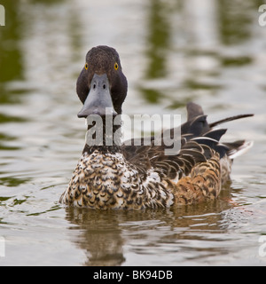 Close up d'un Canard souchet Banque D'Images