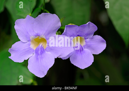 Laurel réveil ou vigne vigne trompette bleu (Thunbergia laurifolia), Malaisie Banque D'Images