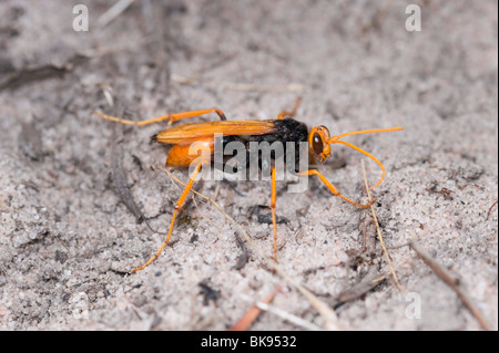 L'orange et le noir spider hunting hyménoptère Banque D'Images