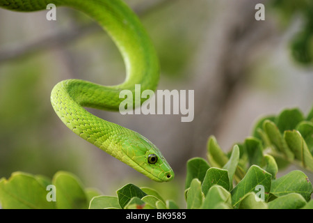 Green Mamba serpent, Afrique du Sud Banque D'Images