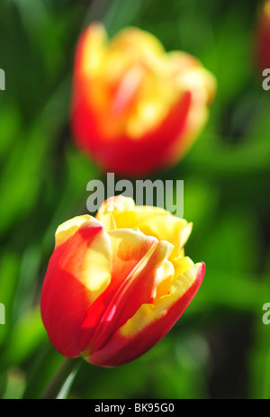 Triumph Tulip, Tulipa Triomphe, espèces Veuve Joyeuse, Banque D'Images