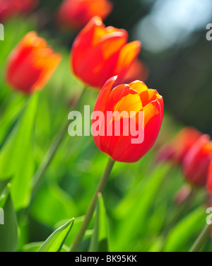 Les tulipes de l'espèce CASSINI ORANGE Banque D'Images