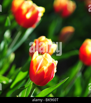 Triumph Tulip, Tulipa Triomphe, espèces Veuve Joyeuse Banque D'Images