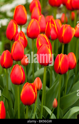 Tulip 'World's favorite' en fleurs à l'Eden Project à Cornwall Banque D'Images