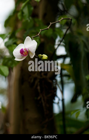 De plus en plus d'orchidées roses et blanches dans un arbre à l'intérieur de la forêt tropicale à l'Eden Project biome à Cornwall Banque D'Images