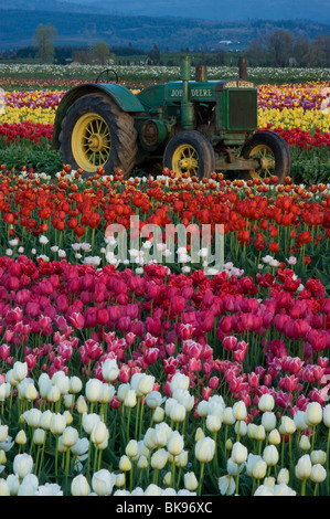 Champ de tulipes, fleurs et d'un tracteur John Deere Banque D'Images