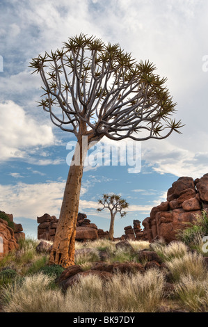 Quiver Tree ou Kokerboom Forest près de Keetmanshoop, Namibie, Afrique Banque D'Images