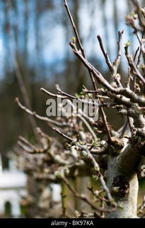 Les arbres fruitiers Espaliered entrée en bud au printemps à Painswick Rococo Garden dans les Cotswolds Banque D'Images