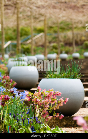 Pots de fleurs de printemps, et les étapes de l''Eden Project à Cornwall Banque D'Images