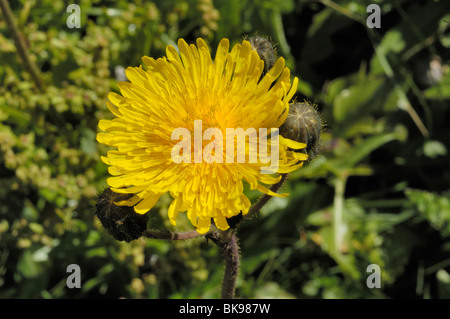 Le laiteron des champs, Sonchus arvensis Banque D'Images