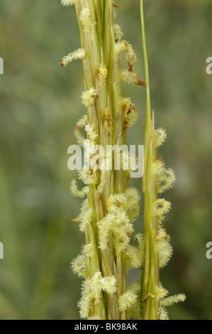 Cordon commun-grass, spartina anglica Banque D'Images