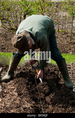 Chef jardinier de préparer une tranchée pour planter les pommes de terre de semence à Painswick Rococo Garden dans les Cotswolds Banque D'Images