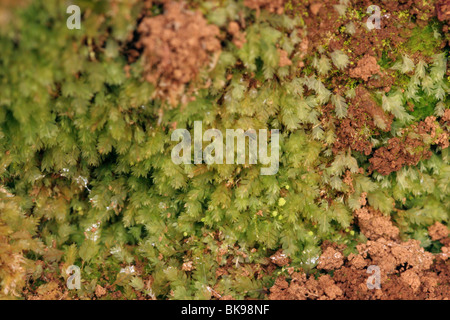 Moss lumineux (Schistostega pennata) dans un terrier de lapin, au Royaume-Uni. Banque D'Images