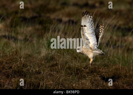 Hibou moyen court en vol au dessus de la lande Banque D'Images