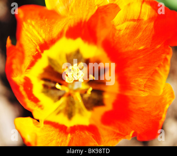 Tulipa Flair Banque D'Images